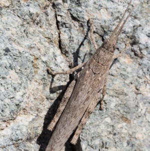 Coryphistes ruricola at Paddys River, ACT - 10 Mar 2018 11:09 AM