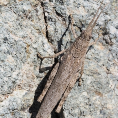 Coryphistes ruricola (Bark-mimicking Grasshopper) at Paddys River, ACT - 10 Mar 2018 by KenT
