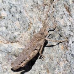 Coryphistes ruricola at Paddys River, ACT - 10 Mar 2018 11:09 AM