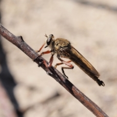 Colepia ingloria (A robber fly) at Paddys River, ACT - 10 Mar 2018 by KenT