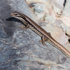 Eulamprus heatwolei at Paddys River, ACT - 10 Mar 2018 09:36 AM