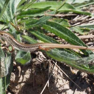 Ctenotus robustus (Robust Striped-skink) at Paddys River, ACT - 10 Mar 2018 by KenT