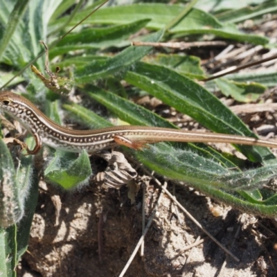 Ctenotus robustus (Robust Striped-skink) at Bullen Range - 9 Mar 2018 by KenT