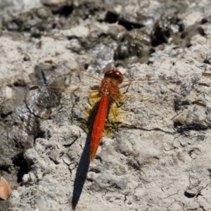 Diplacodes haematodes at Paddys River, ACT - 10 Mar 2018