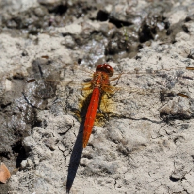 Diplacodes haematodes (Scarlet Percher) at Paddys River, ACT - 9 Mar 2018 by KenT