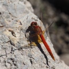 Diplacodes haematodes at Paddys River, ACT - 10 Mar 2018