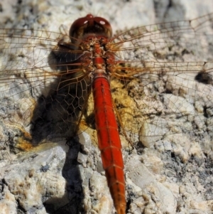 Diplacodes haematodes at Paddys River, ACT - 10 Mar 2018