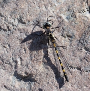 Cordulephya pygmaea at Paddys River, ACT - 10 Mar 2018