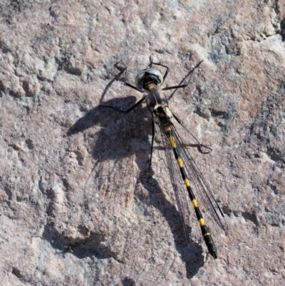 Cordulephya pygmaea (Common Shutwing) at Paddys River, ACT - 10 Mar 2018 by KenT