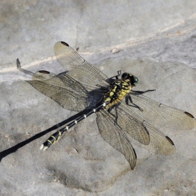 Hemigomphus gouldii (Southern Vicetail) at Paddys River, ACT - 10 Mar 2018 by KenT