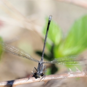 Austroargiolestes icteromelas at Paddys River, ACT - 10 Mar 2018