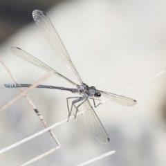 Austroargiolestes icteromelas at Paddys River, ACT - 10 Mar 2018