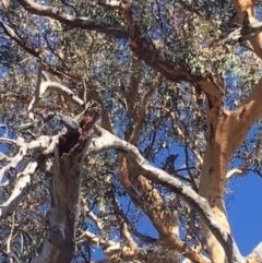 Callocephalon fimbriatum (Gang-gang Cockatoo) at Hughes, ACT - 11 Mar 2018 by KL