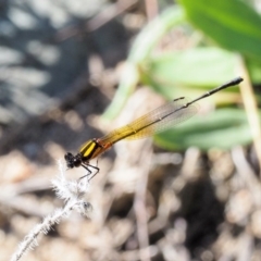 Nososticta solida (Orange Threadtail) at Paddys River, ACT - 9 Mar 2018 by KenT