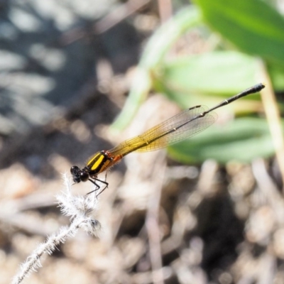 Nososticta solida (Orange Threadtail) at Paddys River, ACT - 9 Mar 2018 by KenT