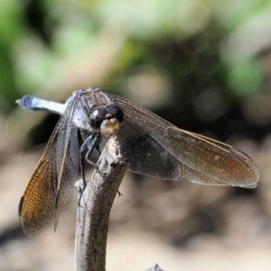 Orthetrum caledonicum at Paddys River, ACT - 10 Mar 2018