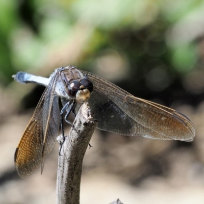 Orthetrum caledonicum (Blue Skimmer) at Paddys River, ACT - 9 Mar 2018 by KenT