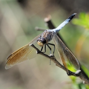 Orthetrum caledonicum at Paddys River, ACT - 10 Mar 2018