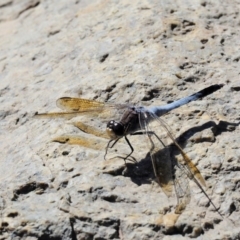 Orthetrum caledonicum at Paddys River, ACT - 10 Mar 2018 09:36 AM