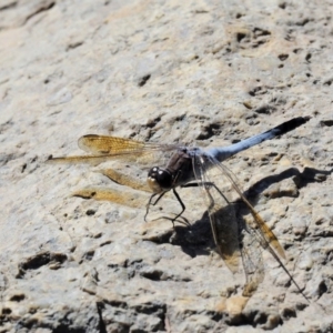 Orthetrum caledonicum at Paddys River, ACT - 10 Mar 2018