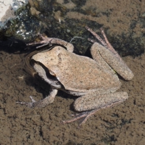 Litoria lesueuri at Paddys River, ACT - 10 Mar 2018