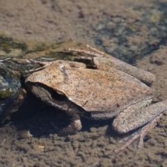 Litoria lesueuri at Paddys River, ACT - 10 Mar 2018