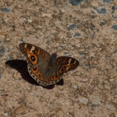 Junonia villida (Meadow Argus) at Kaleen, ACT - 8 Mar 2018 by Tammy