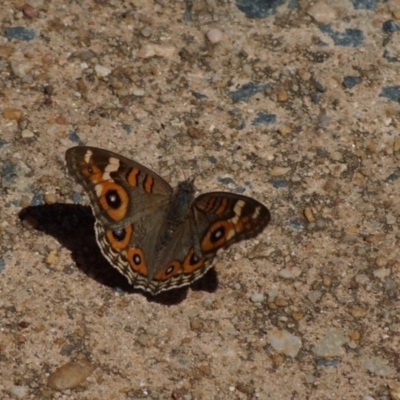 Junonia villida (Meadow Argus) at Kaleen, ACT - 8 Mar 2018 by Tammy