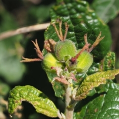 Adriana tomentosa var. tomentosa (Eastern Bitterbush) at Paddys River, ACT - 10 Mar 2018 by KenT