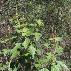 Adriana tomentosa var. tomentosa at Paddys River, ACT - 10 Mar 2018