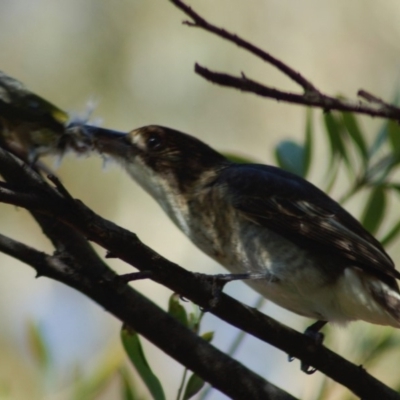 Cracticus torquatus (Grey Butcherbird) at Aranda, ACT - 15 Apr 2008 by KMcCue