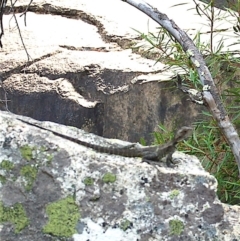 Intellagama lesueurii howittii (Gippsland Water Dragon) at Paddys River, ACT - 11 Mar 2008 by KMcCue