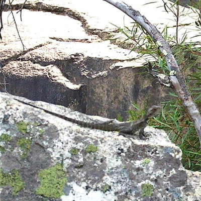 Intellagama lesueurii howittii (Gippsland Water Dragon) at Gibraltar Pines - 11 Mar 2008 by KMcCue