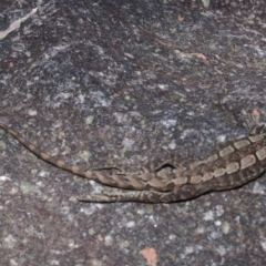 Amphibolurus muricatus (Jacky Lizard) at Rendezvous Creek, ACT - 9 Jan 2008 by KMcCue