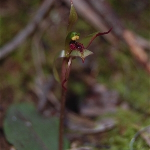 Chiloglottis reflexa at Point 5595 - suppressed