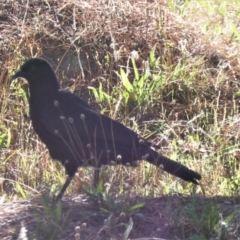 Corcorax melanorhamphos (White-winged Chough) at Isaacs, ACT - 12 Mar 2018 by Mike