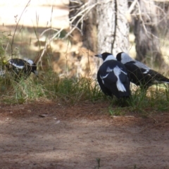 Gymnorhina tibicen at Isaacs, ACT - 12 Mar 2018