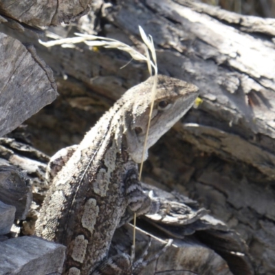 Amphibolurus muricatus (Jacky Lizard) at Isaacs Ridge - 11 Mar 2018 by Mike