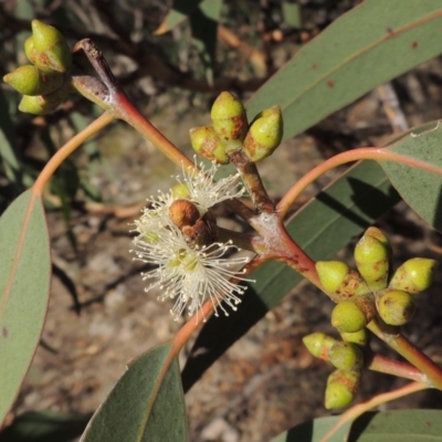 Eucalyptus nortonii (Large-flowered Bundy) at Tuggeranong DC, ACT - 28 Feb 2018 by member211