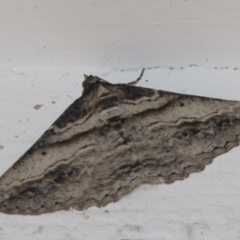 Syneora euboliaria (Boarmiini, Geometer moth) at Higgins, ACT - 12 Mar 2018 by AlisonMilton