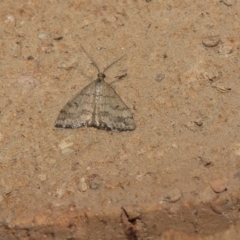 Scopula rubraria (Reddish Wave, Plantain Moth) at Higgins, ACT - 11 Mar 2018 by Alison Milton