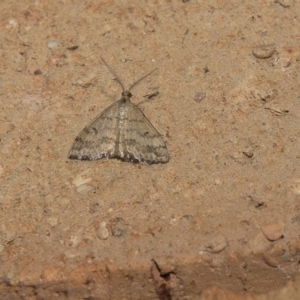 Scopula rubraria at Higgins, ACT - 12 Mar 2018