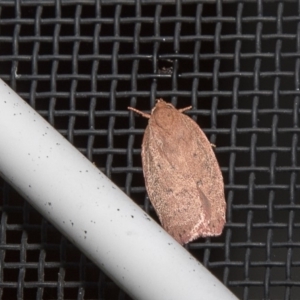 Garrha leucerythra at Higgins, ACT - 12 Mar 2018 12:00 AM