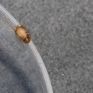 Dermestidae sp. (family) at Higgins, ACT - 12 Mar 2018 12:00 AM