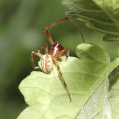 Phonognatha graeffei (Leaf Curling Spider) at Higgins, ACT - 9 Mar 2018 by AlisonMilton