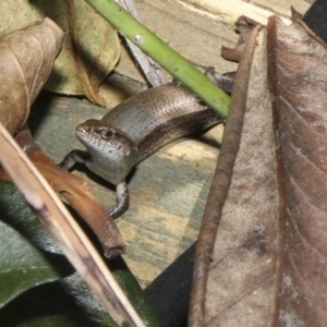 Lampropholis delicata at Higgins, ACT - 9 Mar 2018