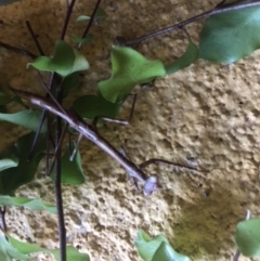Archimantis sp. (genus) (Large Brown Mantis) at Hughes, ACT - 12 Mar 2018 by KL