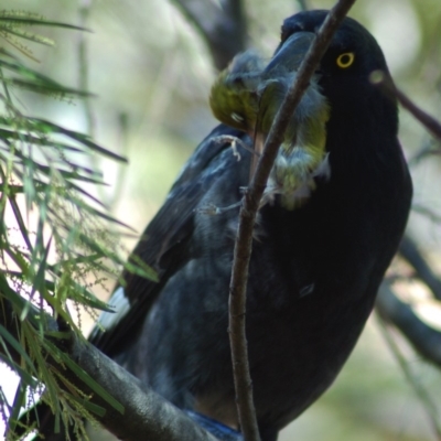 Strepera graculina (Pied Currawong) at Aranda, ACT - 15 Apr 2008 by KMcCue