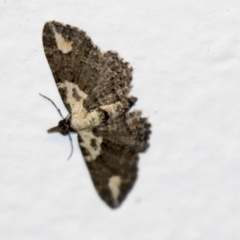 Pasiphilodes testulata (Pome looper) at Higgins, ACT - 5 Mar 2018 by AlisonMilton