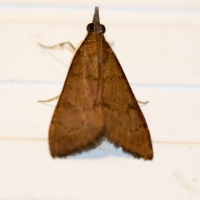 Uresiphita ornithopteralis (Tree Lucerne Moth) at Higgins, ACT - 5 Mar 2018 by Alison Milton